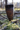 7SEAS Handgemachter Wikinger Kelch